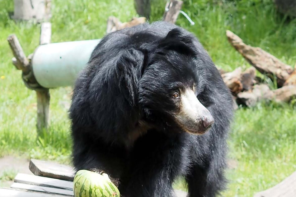 Aktuell ist Deckzeit bei den Tieren. Wurzeit ist laut den Tierpflegern im Zoo um Weihnachten.