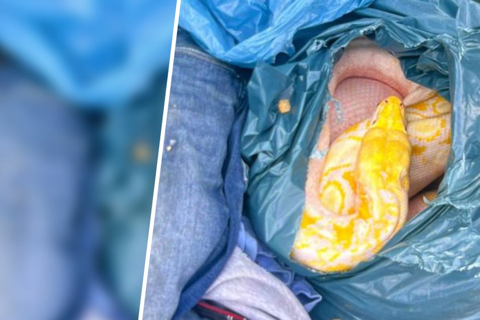 35 Kilo schwer, drei Meter lang: Mann entdeckt Würgeschlange unter Altkleidern