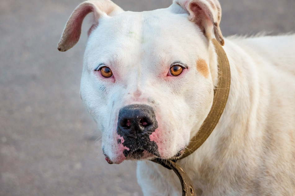 Ein Pitbull biss eine 45-Jährige in die Wade und verletzte die Frau schwer (Symbolbild).