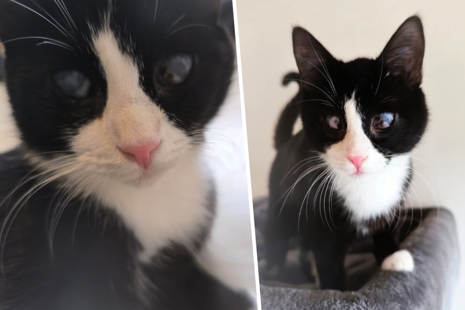 Nach der Augen-OP und monatelanger Behandlung befindet sich Sunny jetzt glücklicherweise auf dem Weg der Besserung.