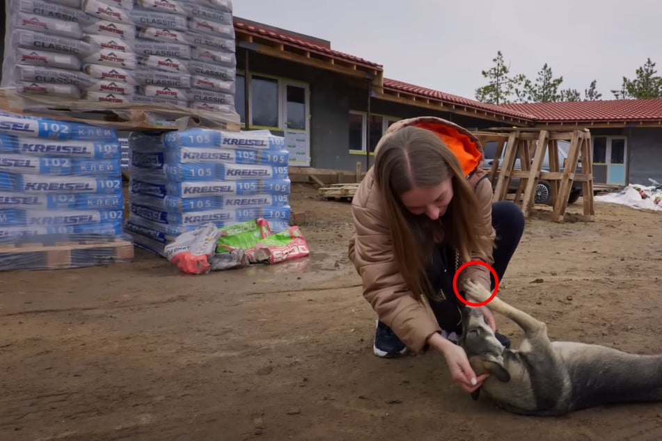 Frau versucht, einsamen Hund zu retten: Was das Tier tut, wärmt ihr sofort das Herz