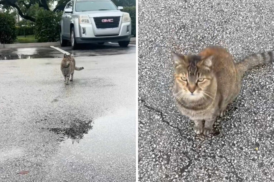Livy Vic tries to call over a cat standing a few feet away from her in a parking lot.