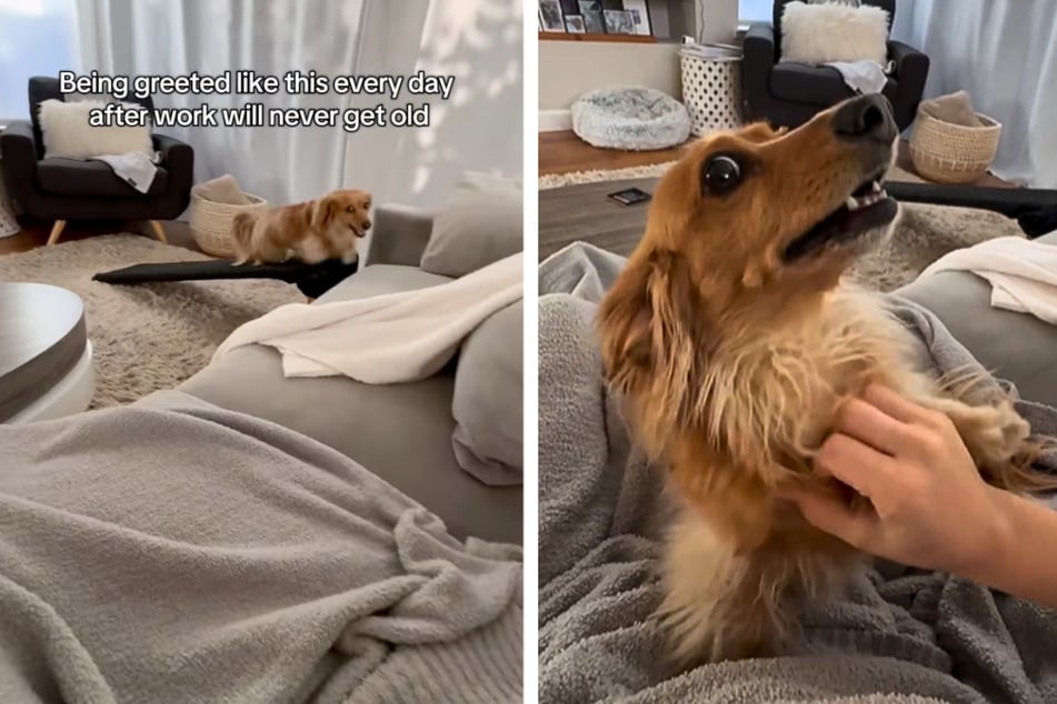Jak tento jezevčák zdraví svou paní, roztaví to všechna srdce.