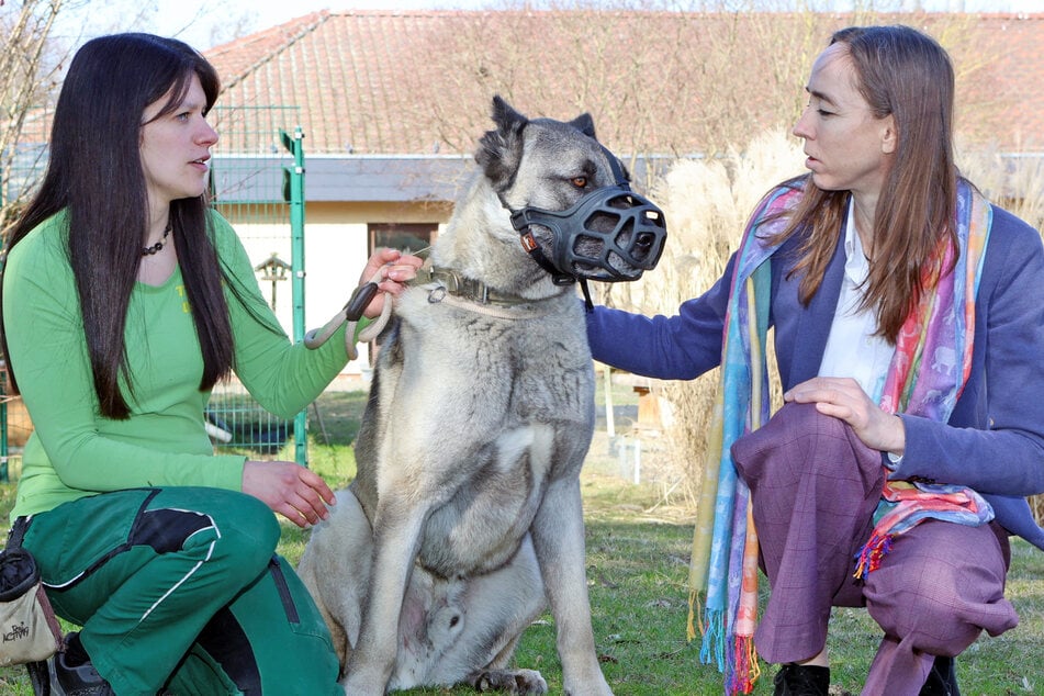 Tierpflegerin Joana Klein (31, l.) erzählt Sozialbürgermeisterin Kristin Kaufmann (49, Linke), dass Kangal-Rüde Apollo (6) wegen tierschutzwidriger Haltung ins Heim gekommen ist.