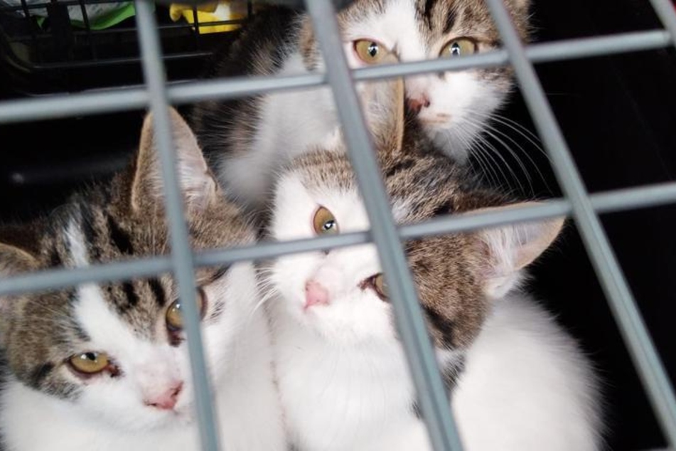 Nur vier der fünf Katzen konnten noch am selben Tag geborgen werden.