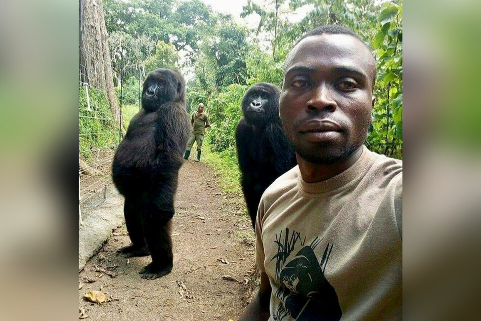 Ranger Mathieu Shamavu posiert für ein Foto mit den verwaisten Gorilla-Damen Ndakasi (l.) und Ndeze im Senkwekwe Center for Orphaned Mountain Gorillas im Virunga-Nationalpark.
