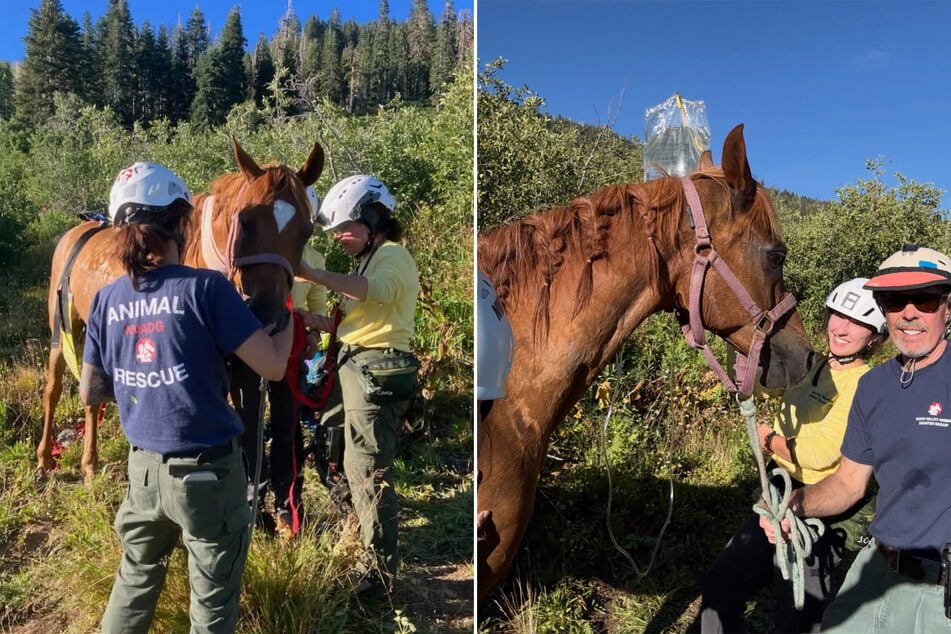 Nachdem ein Rennpferd während des berühmten "Tevis Cups" in der kalifornischen Wildnis das Weite suchte ...