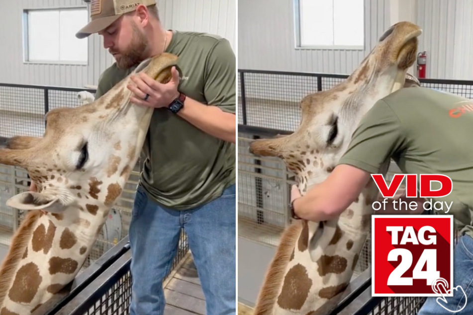 Today's Viral Video of the Day features a giraffe that isn't afraid of chiropractors!