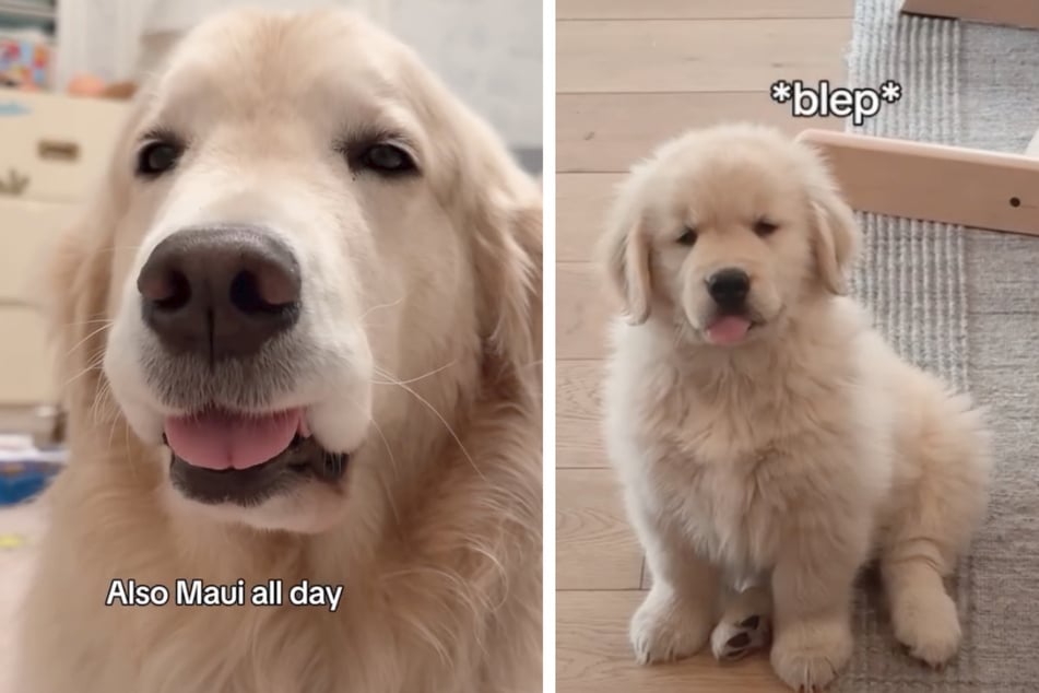 Los dos perros sacan sus lenguas de la misma manera exacta.