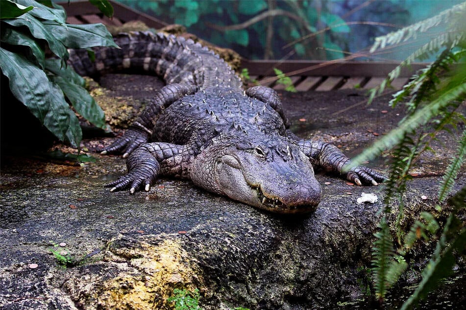 Die Mississippi-Alligatoren bekommen eine neue Anlage im neuen Terrarium.