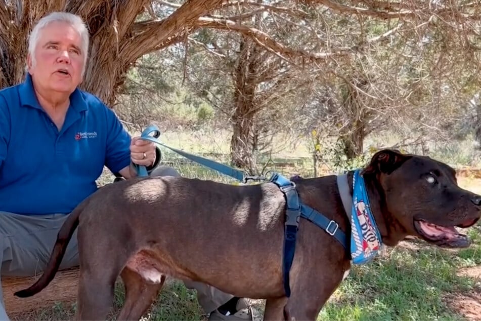 Mann geht mit blinden Hund spazieren und übersieht Gefahr auf dem Weg: Dann wird das Tier zum Helden