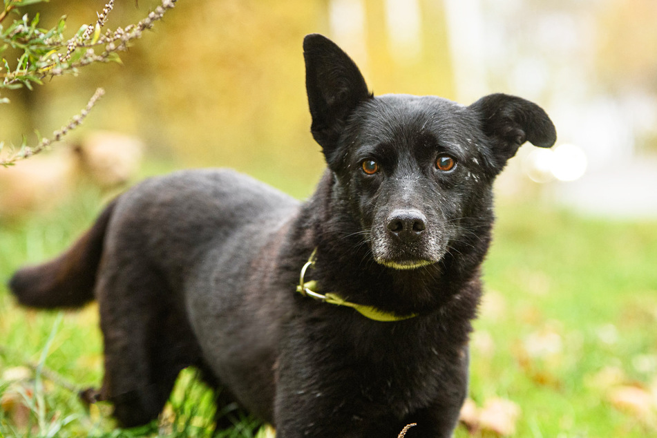 Hund Gary lief in fünf Tagen 25 Kilometer weiter, ehe er erschöpft in einem Wald gefunden wurde.