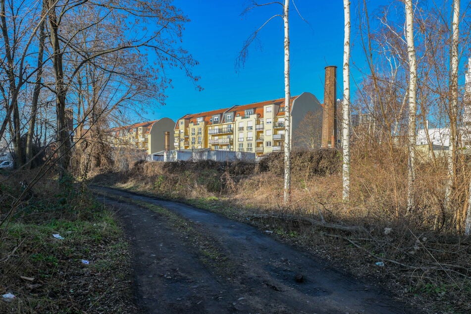 Das Grundstück an der Vorwerkstraße (Friedrichstadt) ist verwildert.