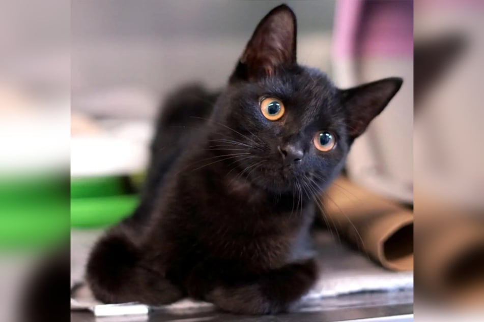 Saturn braucht einen anderen Kater im gleichen Alter zum Aufwachsen.