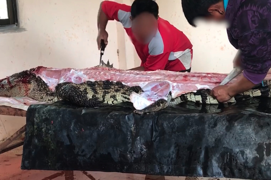 Dieses Krokodil wurde bei lebendigem Leib gehäutet.