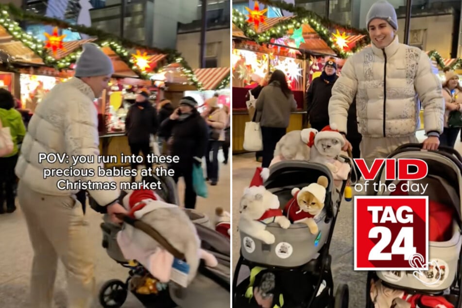 viral videos: Viral Video of the Day for December 11, 2025: Man's "baby" strollers at Christmas market reveal adorable cats