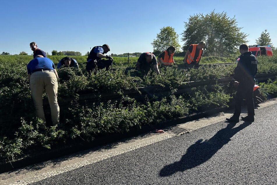 Polizei und Helfer sammeln die Küken im Mittelstreifen der A66 ein.
