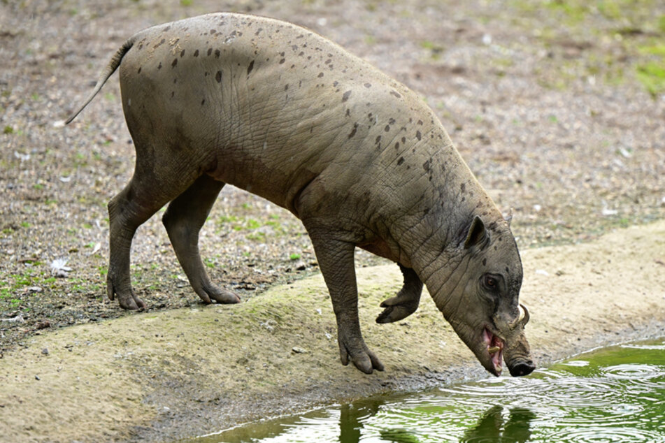 Hirscheber-Männchen "Kopa" fasziniert mit seinen einzigartigen Hauern.