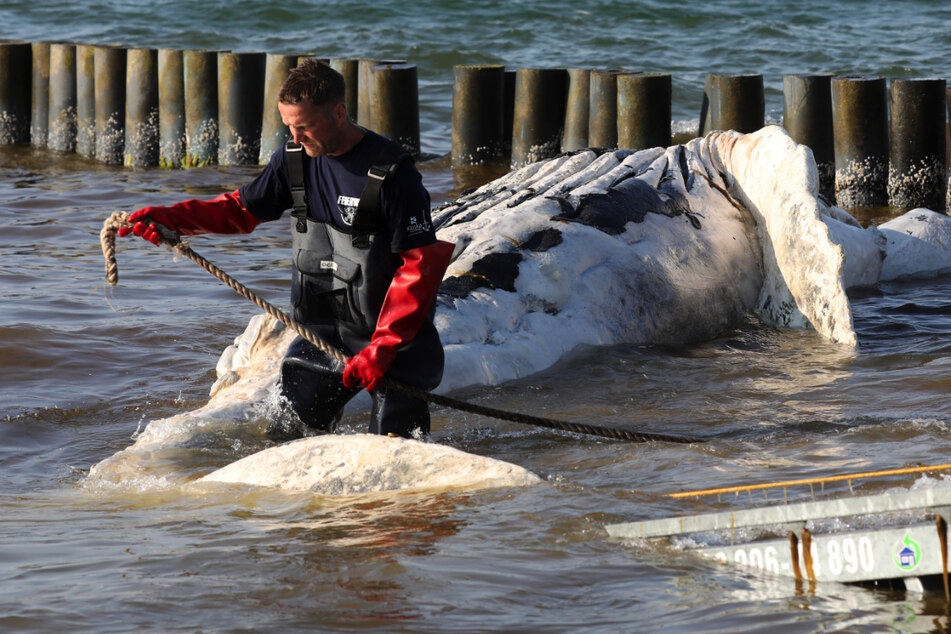 Im Juni 2018 wurde ein toter Buckelwal bei Graal-Müritz an den Strand gespült. (Archivbild)