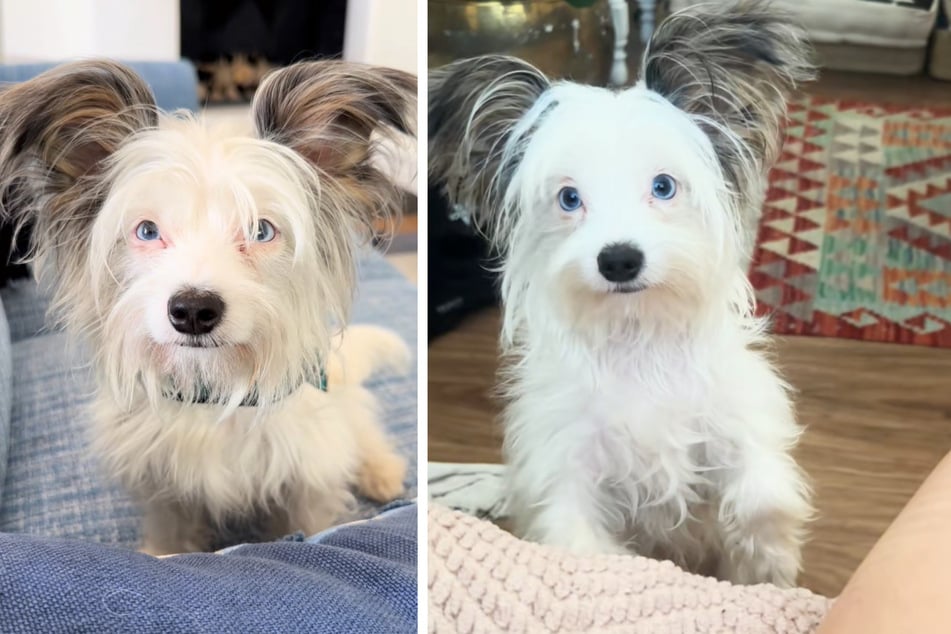 Auch nach zwei Jahren haben sich die XXL-Lauscher der Hündin nicht verwachsen und scheinen noch immer etwas überproportioniert.