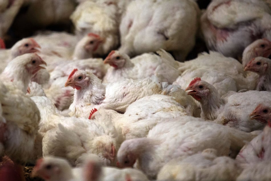Zu Wochenbeginn wurden im Landkreis Erding bereits 100.000 Legehennen getötet. (Symbolbild)