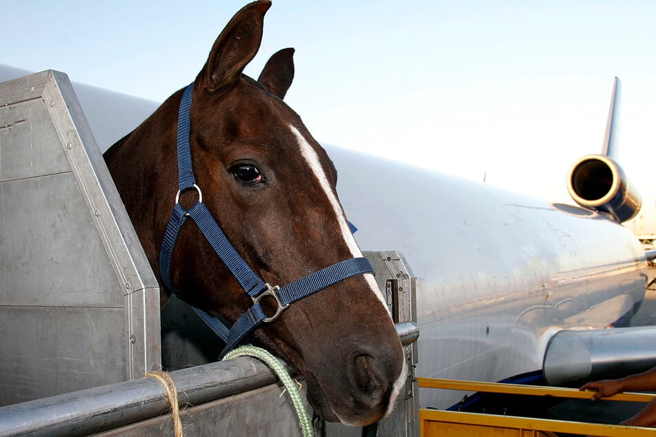 A horse forced a cargo plane to make an emergency landing after it broke out of its stall (stock image).