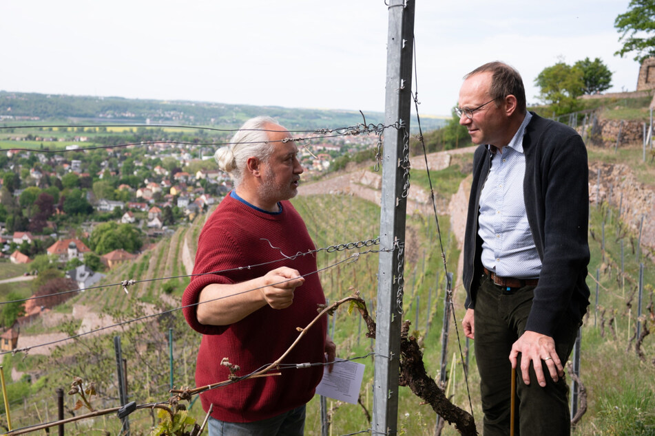 Winzer Frédéric Fourré (52, l.) zeigt Umweltminister Wolfram Günther (50) die Auswirkungen der April-Nachtfröste an seinen Rebstöcken.