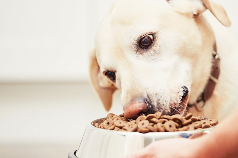 How often should you feed your dog?