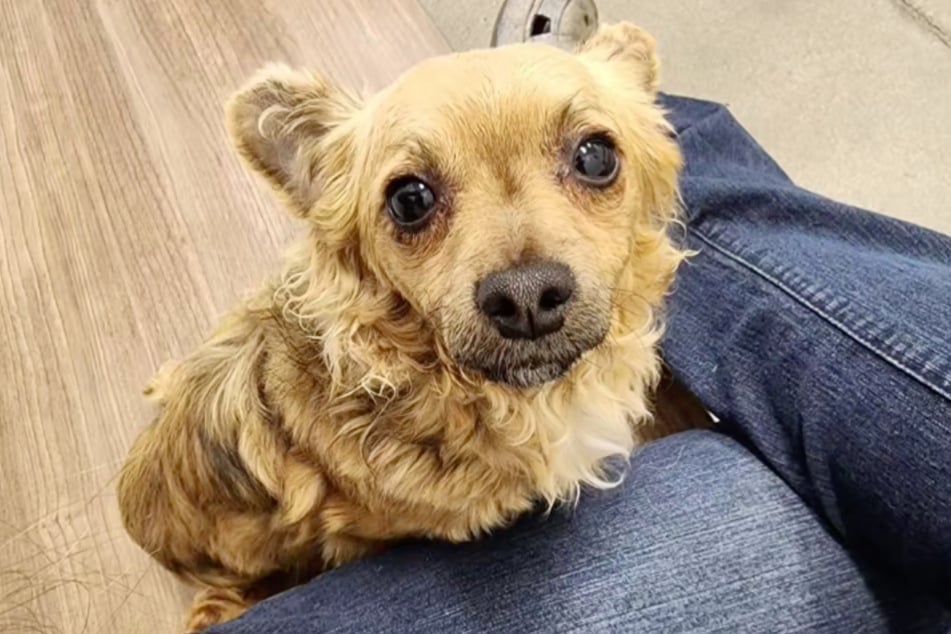 Da hilft auch kein noch so süßer Hundeblick. Darby wurde bisher noch nicht vermittelt.