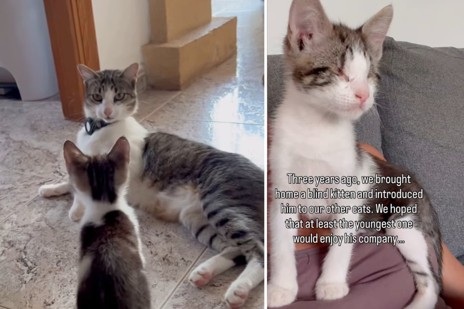 Als Spanier das blinde Kätzchen "Patí" bei sich aufnahm, reagierten die anderen Katzen mit starker Ablehnung und wollten das Jungtier nicht akzeptieren.