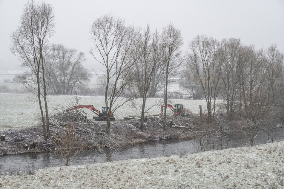 Baumfällungen starten das Projekt: In Glauchau wird entlang der Mulde Platz für Hochwasser geschaffen.