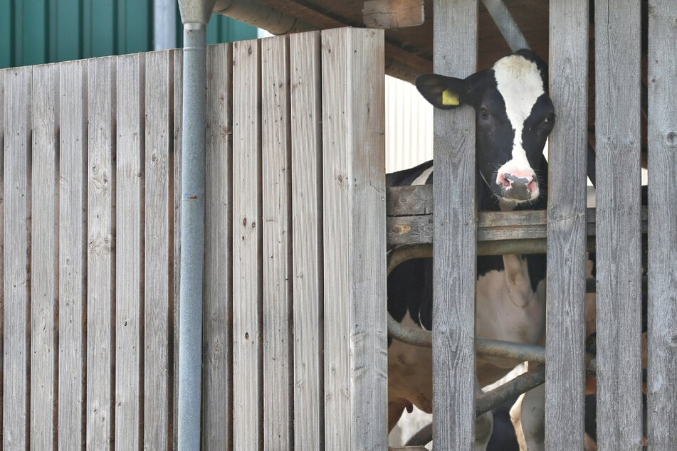 Schrecklicher Tierschutzskandal im Allgäu: So geht es jetzt weiter