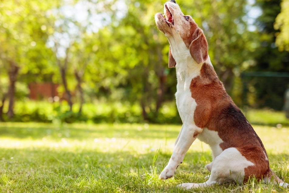 Hunde hören oder riechen oft andere Artgenossen aus der Ferne und wollen mit ihrem Heulen Kontakt aufnehmen.