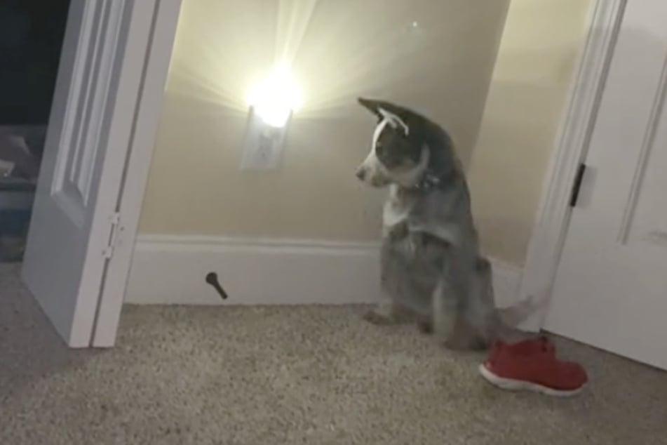 This puppy dog would not stop playing with the door stop!