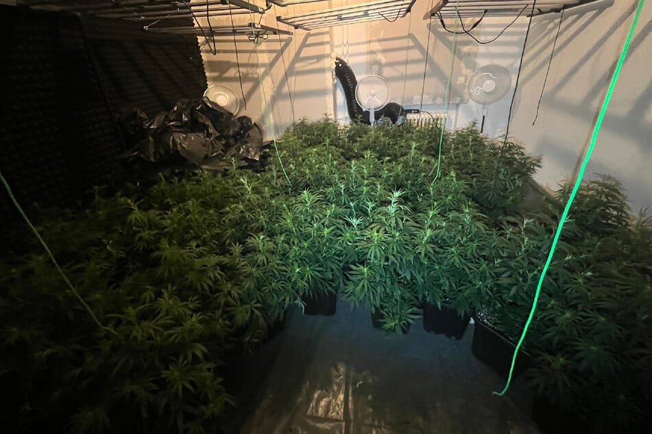 Ein angeblicher Einbruch führte die Beamten zu einer großen Cannabisplantage.