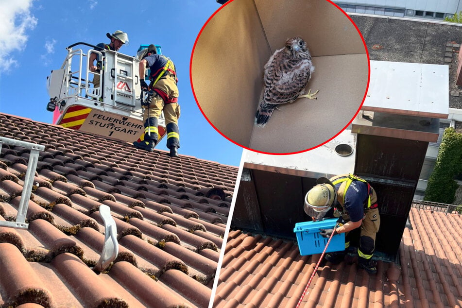 Stuttgart: Rettung in schwindelerregender Höhe: Feuerwehr befreit Greifvögel aus 65 Grad heißer Blech-Falle