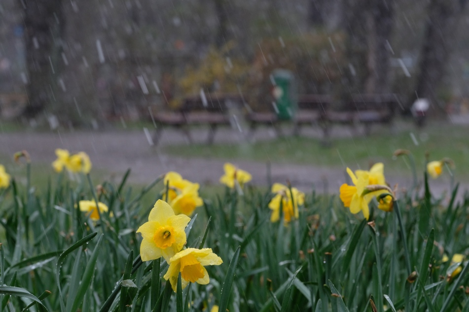 Osterglocken im Schneeregen.