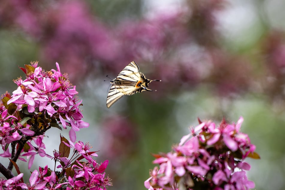 Der Frühling lässt in NRW weiter auf sich warten. (Symbolfoto)