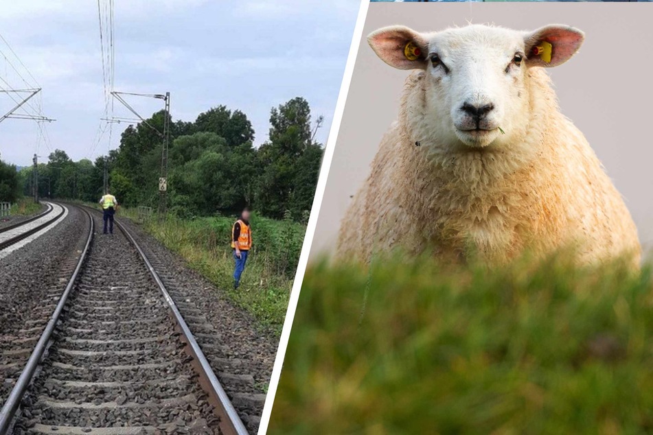 Eine Schafherde hatte sich auf die Gleise verirrt und wurde von einem Zug erfasst.