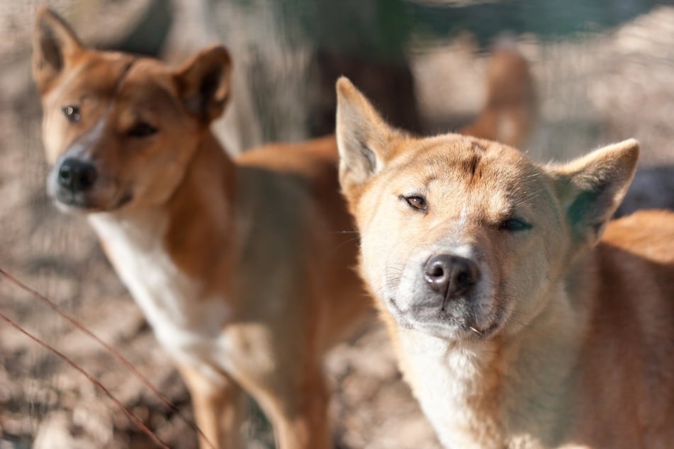 Sich einen Neuguinea-Dingo als Haustier zu halten, ist eher ungewöhnlich.