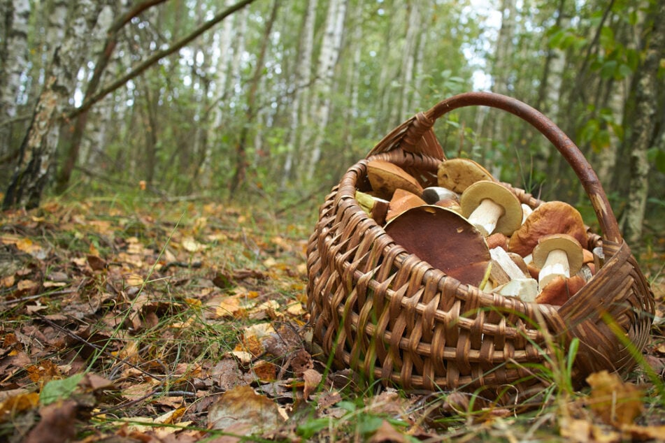 Die Pilze sehen zwar lecker aus, aber kann man sie auch bedenkenlos essen?