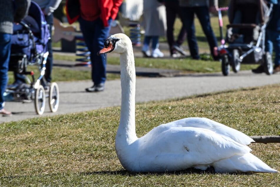 Ein Schwan am Bodensee war mit dem Influenzavirus infiziert. (Symbolfoto)
