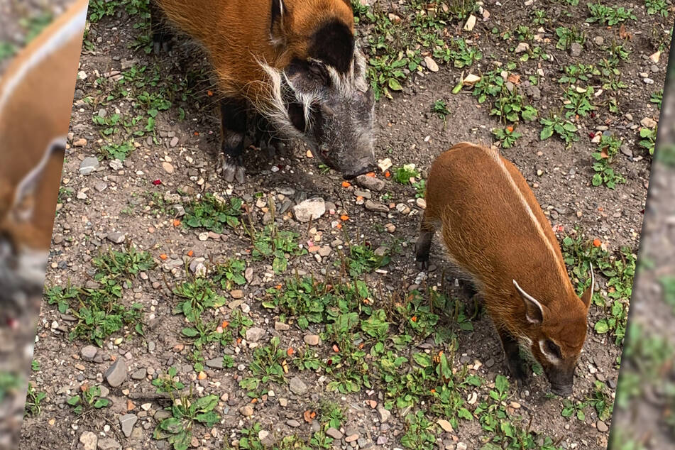 Nachwuchs im Kölner Zoo: Exotisches Schweinchen tollt durch ältestes Gehege