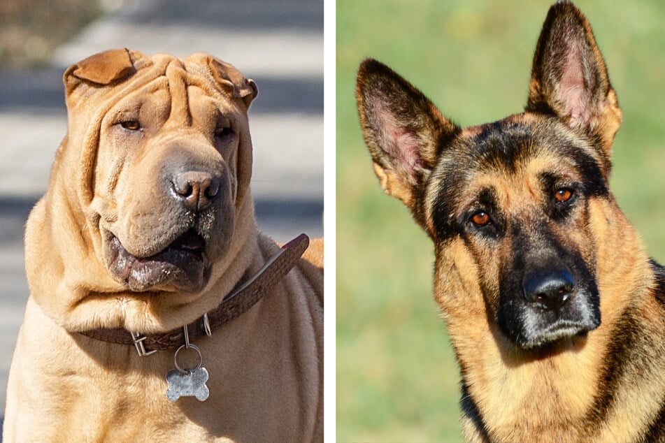 The Shar-Pei (l) is a dog breed from China, but where German Shepherd comes from is pretty self-explanatory.