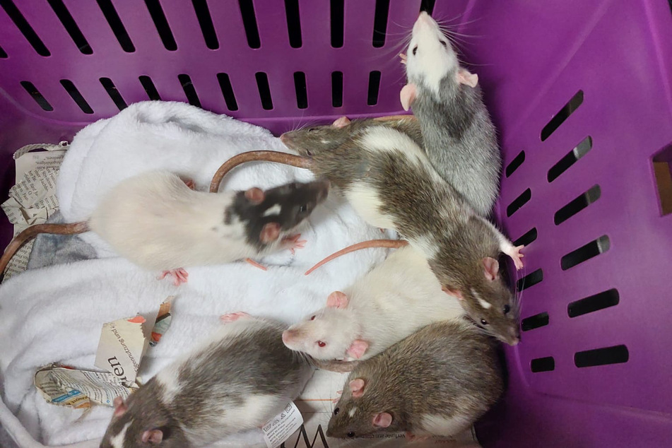 Insgesamt entdeckten die Mitarbeiter des Veterinäramtes rund 800 Ratten, die in dem Gebäude hausten.