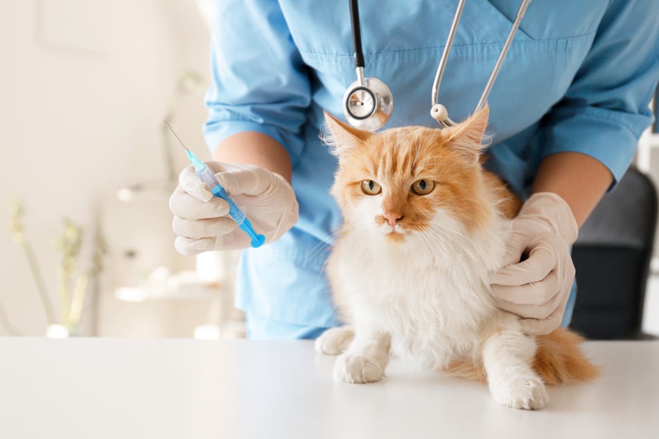 Eine Grundimmunisierung und regelmäßige Besuche beim Tierarzt sichern die Gesundheit der Norwegischen Waldkatze.
