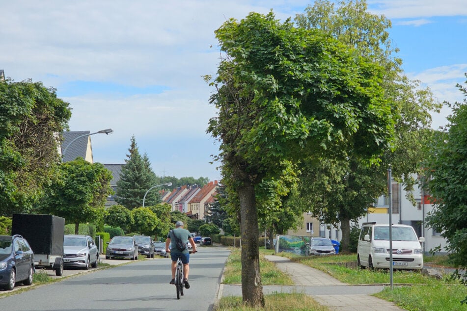 Tiefe Einschnitte in die Bäume erlaubte sich eine "Pflege"-Firma in der Reichenbrander Straße.
