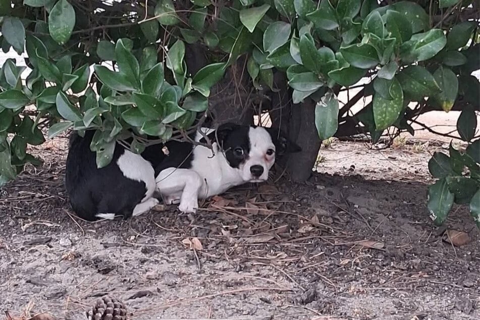 Przestraszone psy schowały się pod krzakiem.