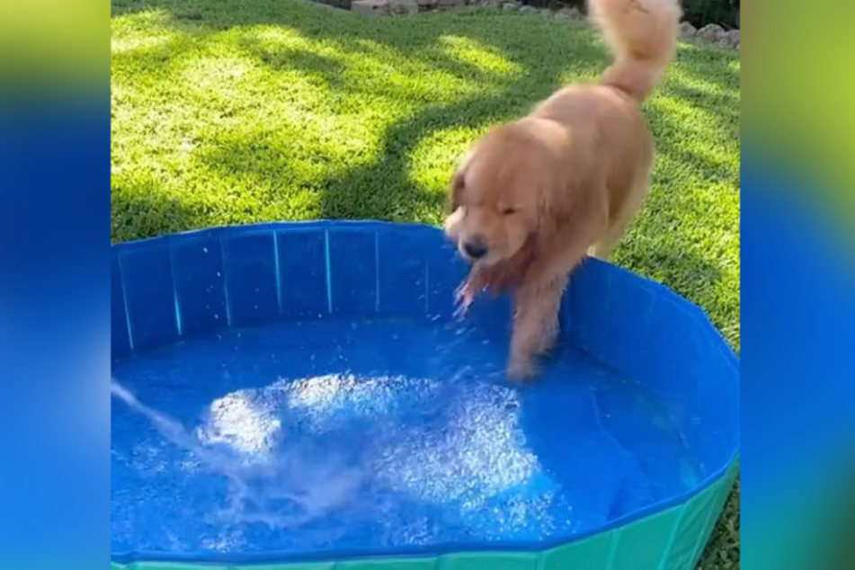 Golden Retriever Cooper ist ganz und gar nicht wasserscheu.