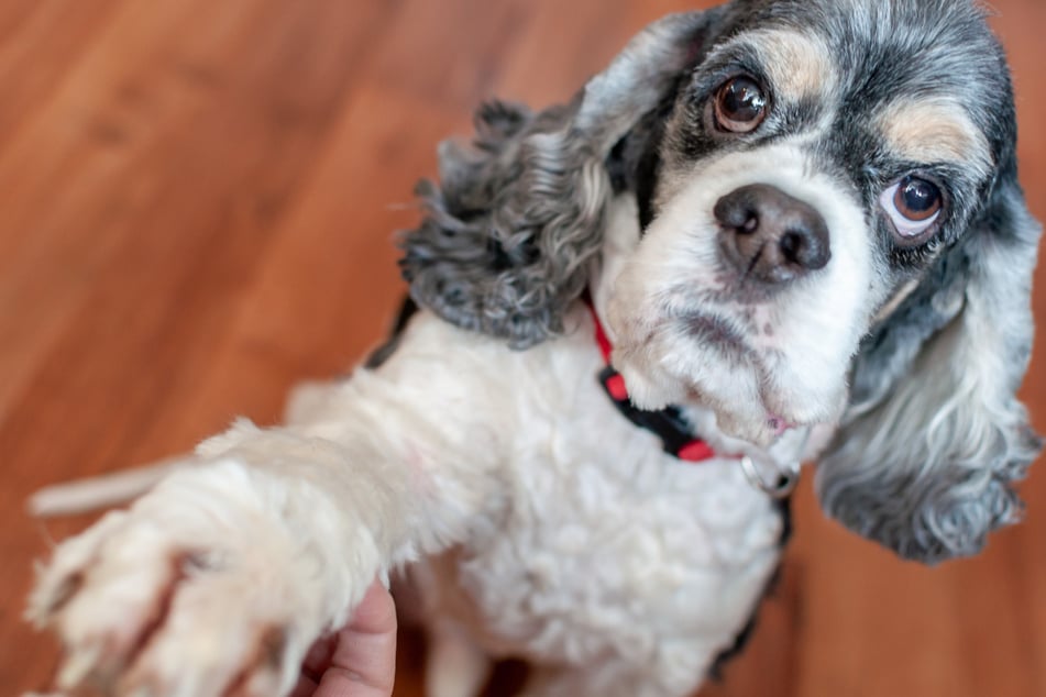 Nach einem Jahrzehnt konnte die Studentin ihren Cocker Spaniel immer noch an seiner Schnauze erkennen. (Symbolbild)